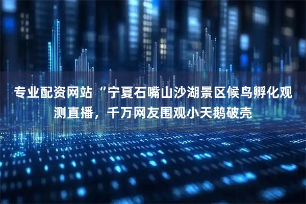 专业配资网站 “宁夏石嘴山沙湖景区候鸟孵化观测直播,千万网友围观小天鹅破壳